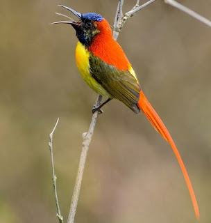 Satu lagi spesies burung madu mancanegara yang masih sekerabat dengan Burung Madu Jawa (Javan Sunbird) yaitu fire-tailed sunbird (Aethopyga ignicauda)