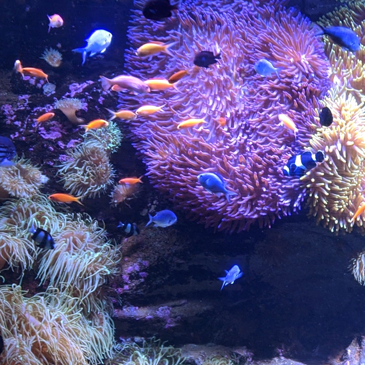 Tropical fish in the Sydney Aquarium