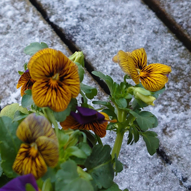 Viola 'Tiger Eye' har gule blomster med svarte striper