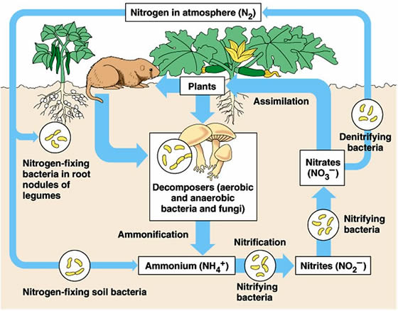 Nitrogen Cycle