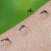 En Cabral: Plaga de mosquito se apodera del municipio. 