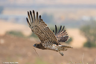 aguila culebrera Circaetus gallicus