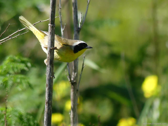34: yellow bird