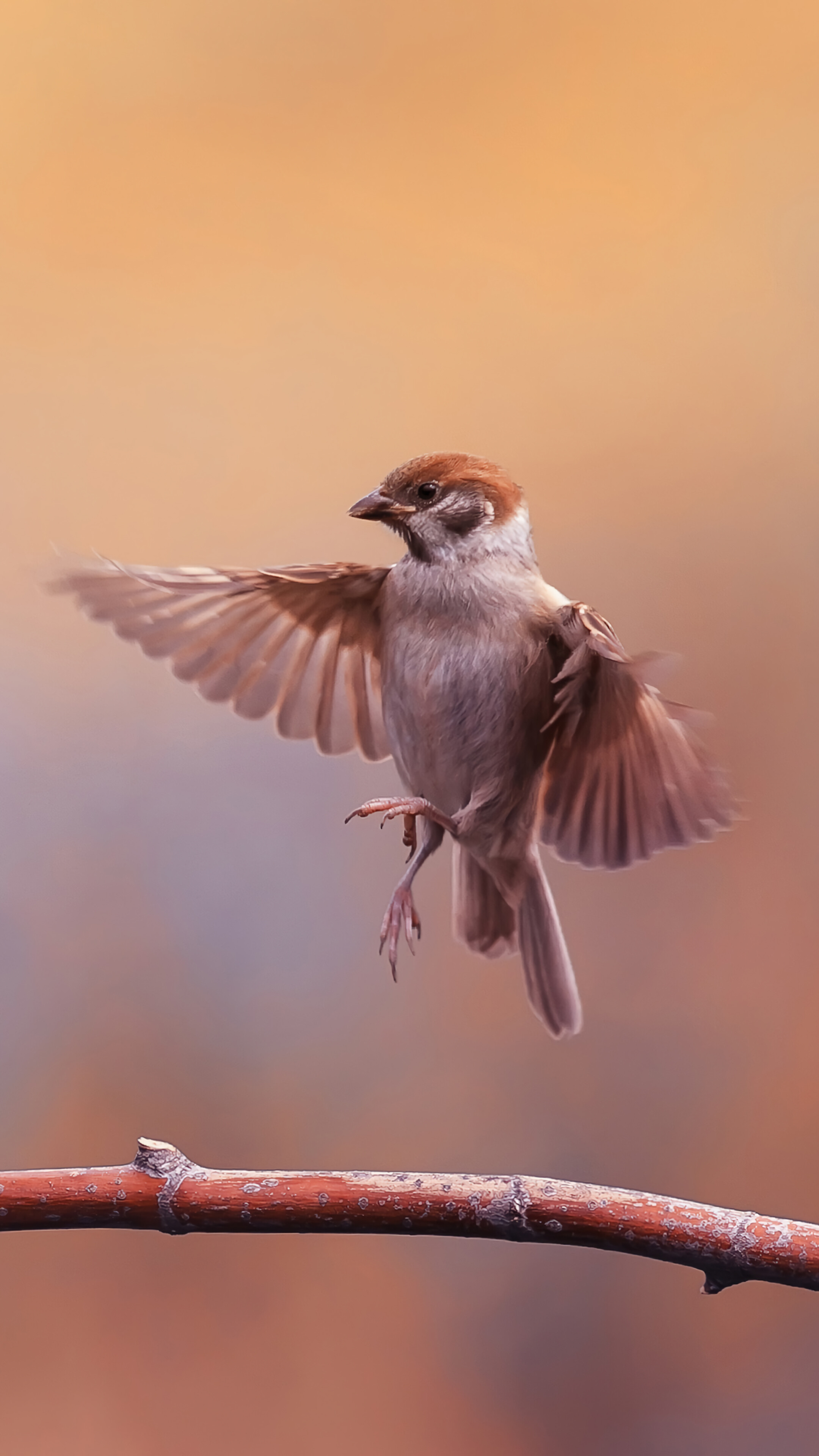 Sparrow bird HD wallpapers  Pxfuel
