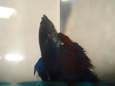 betta splenden