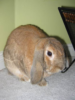 Lop-Eared Bunny.