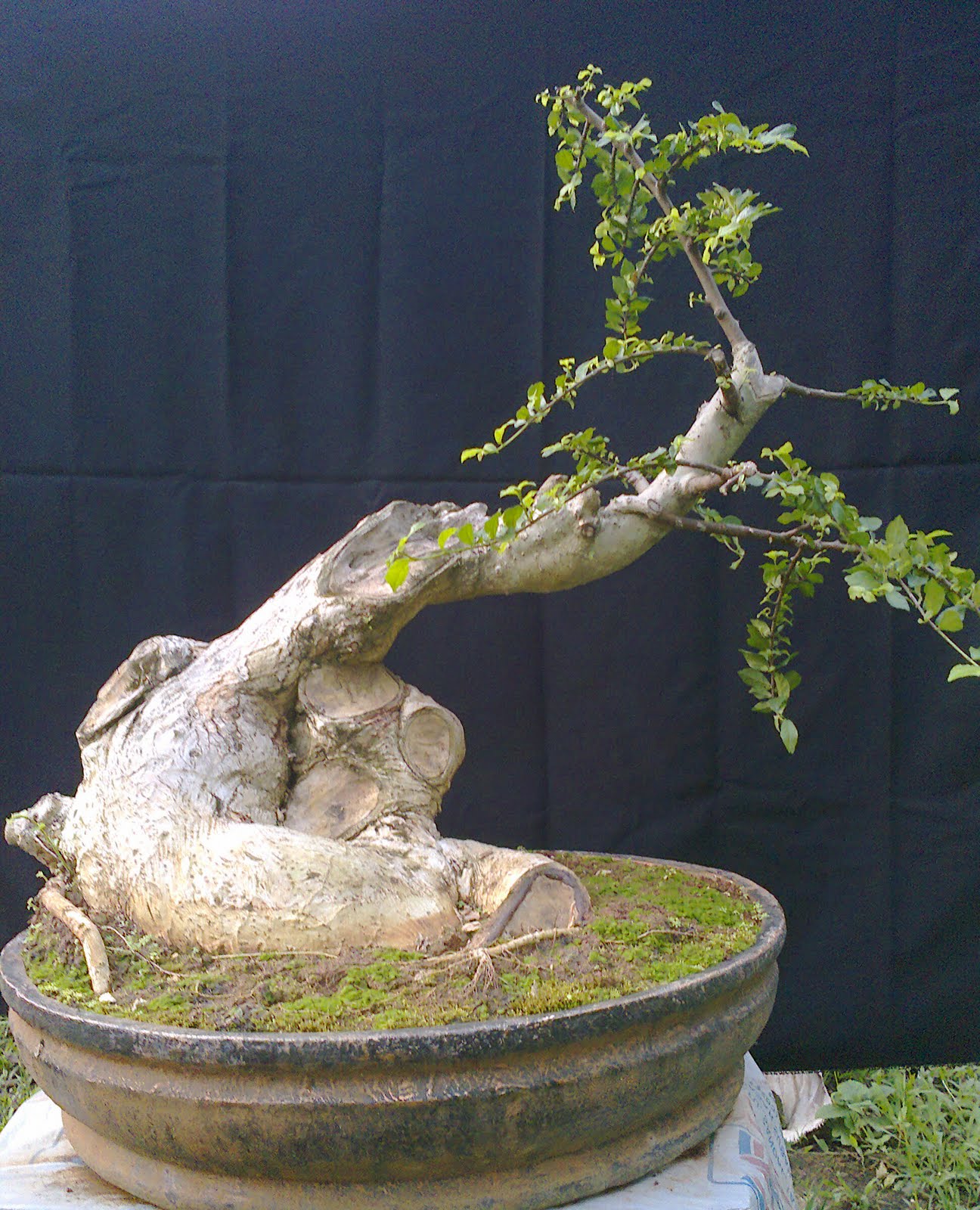 artaprso Bonsai Serut Bakalan 