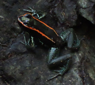 Phyllobates vittatus, Golfo Dulce Poison-dart Frog