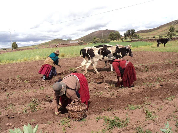 Petani kentang di Bolivia Amerika Selatan