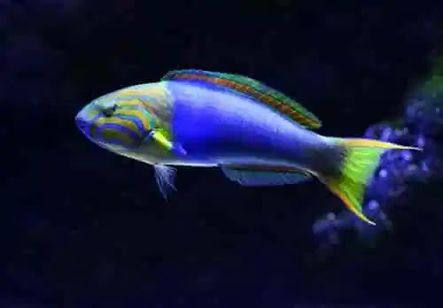 Types of Aquarium Fishes Species
