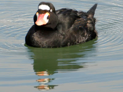 surf scoter male