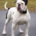 Bulldog