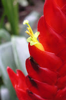 Bromeliad bloom