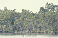 Sundarban National Park