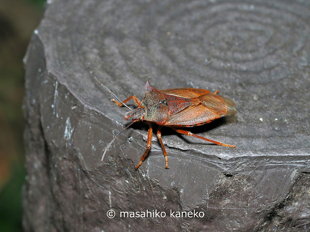 アオクチブトカメムシ