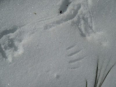 animal tracking wildlife bird wing imprint in snow