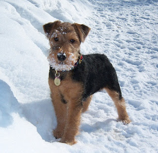 Welsh Terrier Puppies Picture