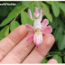Qual é a espécie de louva-a-deus rosa e similar a uma flor de orquídea?