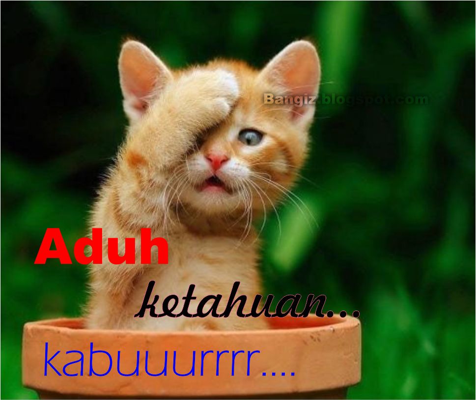 Gambar Dan Meme Lucu Gambar Kucing Lucu Galau