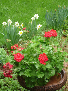 Geraniums in the rain