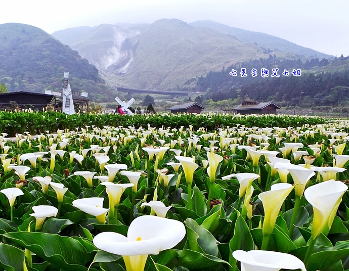 17 陽明山海芋節