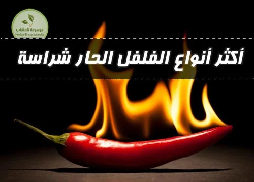 أنواع الفلفل الحار شديد الشراسة