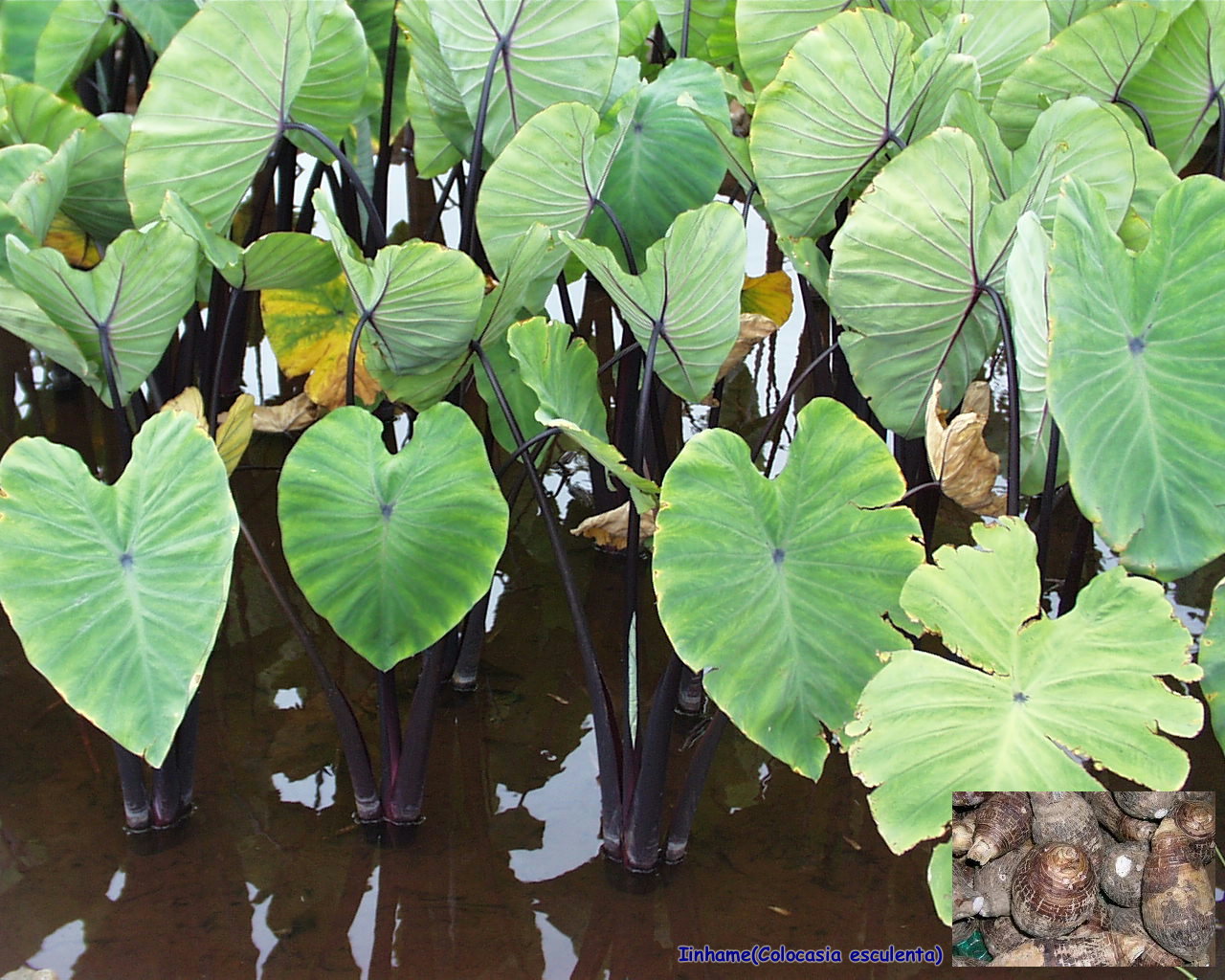 Inhame | Colocasia esculenta