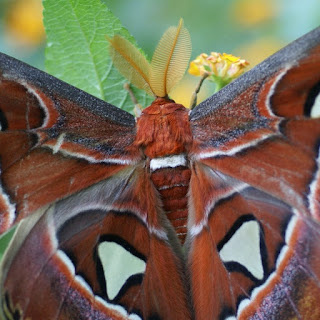 Attacus atlas - Bombyx atlas