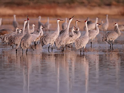 Sandhill Cranes