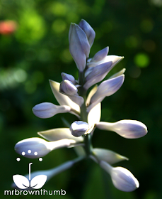 Unopened hosta blooms, how to collect hosta seeds