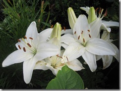 lillium_asiatic_reinesse (2)