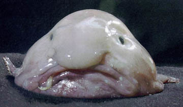 1. Blobfish