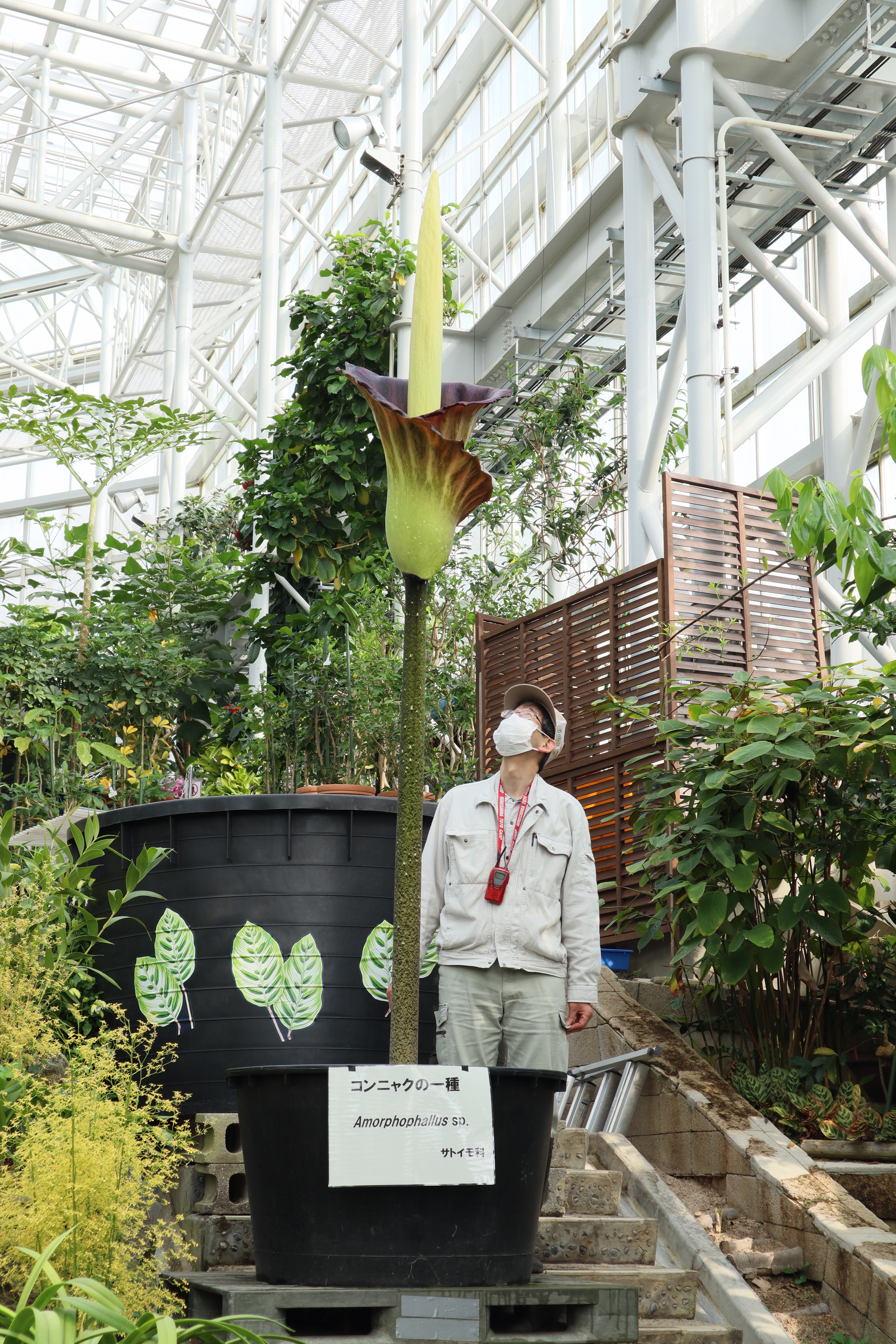 広島市植物公園ブログ 速報 巨大コンニャクが開花しました