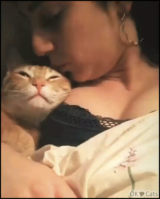 Cute Cat GIF • Loving cat found a warm pillow lying on Mom's boobs [cat-gifs.com]