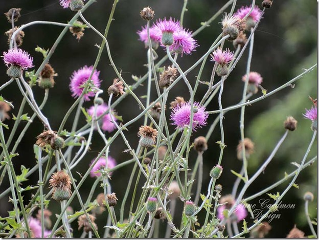 Texas_thistle2