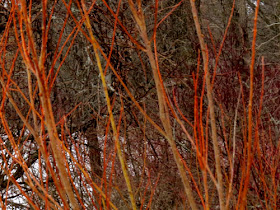 orange willow tree branches in February