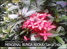 Bunga Asoka atau bunga Soka (Sarca Indica)