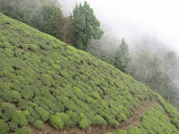 Tea's Moutain with cloud