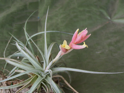 Tillandsia jucunda care and culture