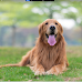  How To Check Your Golden Retriever's Vital Signs At Home