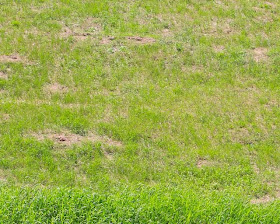 photo of Anoka Sand Plain grass