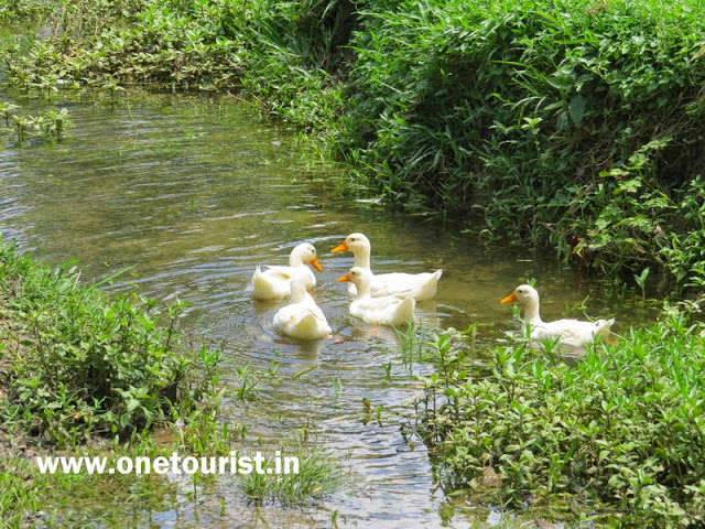 limestone caves andaman