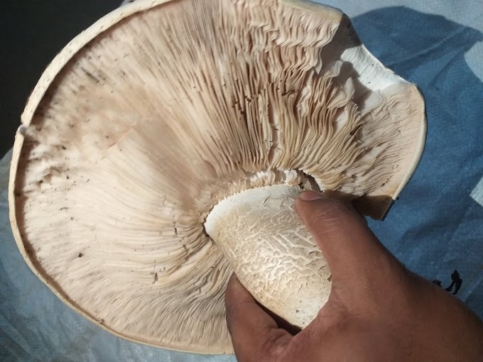 Termitomyces Titanicus | Largest mushroom on the planet | Mushroom Learning center kolhapur