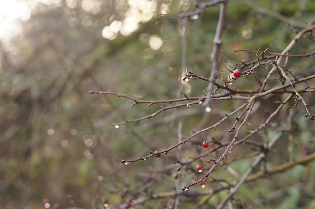 autumn photography in the Norfolk countryside