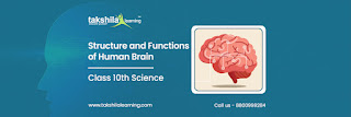 human brain and its functions