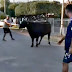 Argentina: Neighbors loot trucks with cattle and slaughter cows in the street