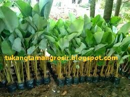 pohon pisang kalatea