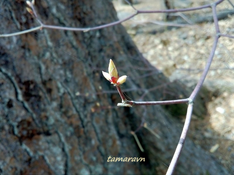 Клён ложнозибольдов (Acer pseudosieboldianum)