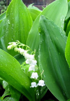 Lily of the valley / Convallaria majalis