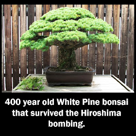 400 year old White Pine bonsai that survived the Hiroshima bombing.